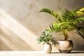 Tropical plants in a pot against an apartment wall with text and design space Royalty Free Stock Photo