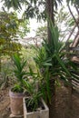 Tropical plants in pots