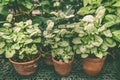 Tropical plants in pots , the subject of floriculture , cultivation