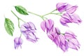 Tropical plants. Purple flowers on isolated background, watercolor botanical illustration.