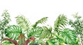 Tropical Plants Seamless Border