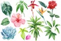 Tropical plants set, Leaf and flower watercolor painting. Succulent, pink hibiscus, green palm tree, orchid and red rose Royalty Free Stock Photo
