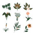 Tropical plants set