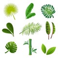 Tropical plants set. Vector illustration of green leaves Royalty Free Stock Photo