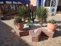 Tropical plants on a rooftop terrace in Essaouira, Morocco Royalty Free Stock Photo