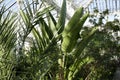 Tropical plants in the Temperate House in Kew