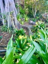 Mangrove Tree and Tropical Plants