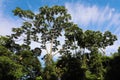 Tropical plants and trees against blue cloudy sky on Jaragua Peak, Brazil