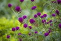 tropical plants violet