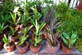 Tropical plants in volcanic rock pots