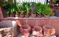 Tropical plants in volcanic rock pots