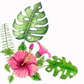 Exotic tropical plants watercolor chinese rose, hibiscus, monstera, palm leaf.