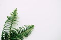 Tropical plants on white background