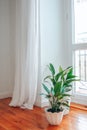 Spathiphyllum flowers near window Royalty Free Stock Photo