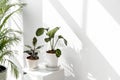 Tropical plants by a white wall with window shadow Royalty Free Stock Photo