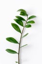 Tropical plants Zamioculcas branch white background top view Royalty Free Stock Photo