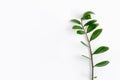 Tropical plants Zamioculcas branch white background top view Royalty Free Stock Photo