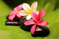 Tropical plumeria flowers on stone Royalty Free Stock Photo