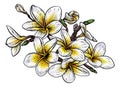 Tropical Plumeria Frangipani Bali Flower Woodcut