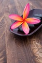 Tropical Plumeria Frangipani with spa stone Royalty Free Stock Photo