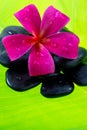 Tropical Plumeria Frangipani with spa stone Royalty Free Stock Photo