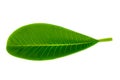 Tropical Plumeria leaf ,Frangepani leaf