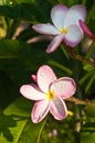 Tropical,, plumeria loves flower, in full bloom