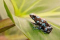 Tropical poison dart frog Panama