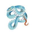 Tropical poison snake with blue scale. White lipped pit or tree viper. Exotic serpent with bright skin. Venomous reptile