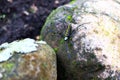 Tropical poisonous spider on stone. Venomous spider Nephila on mossy stone. Exotic insect in wild nature