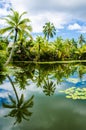 Tropical pond is surrounded by lush vegetation