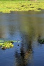 Tropical pond with water hyacinth