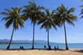 Tropical Port Douglas Queensland Palm Trees Royalty Free Stock Photo