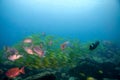 Tropical portrait of colourful fish