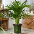 Tropical potted palm plant in a cozy indoor wooden setting with natural light