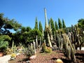 Tropical prickly plants cacti tastefully made installation.