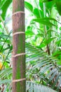 Tropical pristine rain forest background Royalty Free Stock Photo