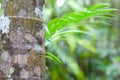 Tropical pristine rain forest green background Royalty Free Stock Photo