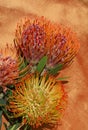 Tropical protea flowers Royalty Free Stock Photo