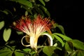 Tropical Provision Tree Flower in Belize Jungle Royalty Free Stock Photo