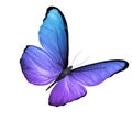 Tropical purple butterfly. isolated on white background Royalty Free Stock Photo