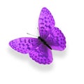 tropical purple butterfly. isolated on white background Royalty Free Stock Photo