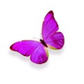 tropical purple butterfly. isolated on white background Royalty Free Stock Photo