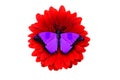 tropical purple butterfly sitting on a red gerbera flower. isolated on white background Royalty Free Stock Photo