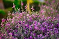 Tropical purple flowers in Marsa Alam, Egypt