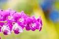 Tropical purple flowers, orchids on blurred jungle background Royalty Free Stock Photo