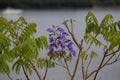 Tropical purple flowers in select focus with blurred background Royalty Free Stock Photo