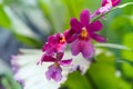 Tropical Purple orchid flower