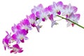 Tropical Purple orchid isolated over white background. Royalty Free Stock Photo