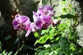 Tropical Purple Orchid at the Mediterranean Conservatory Royalty Free Stock Photo